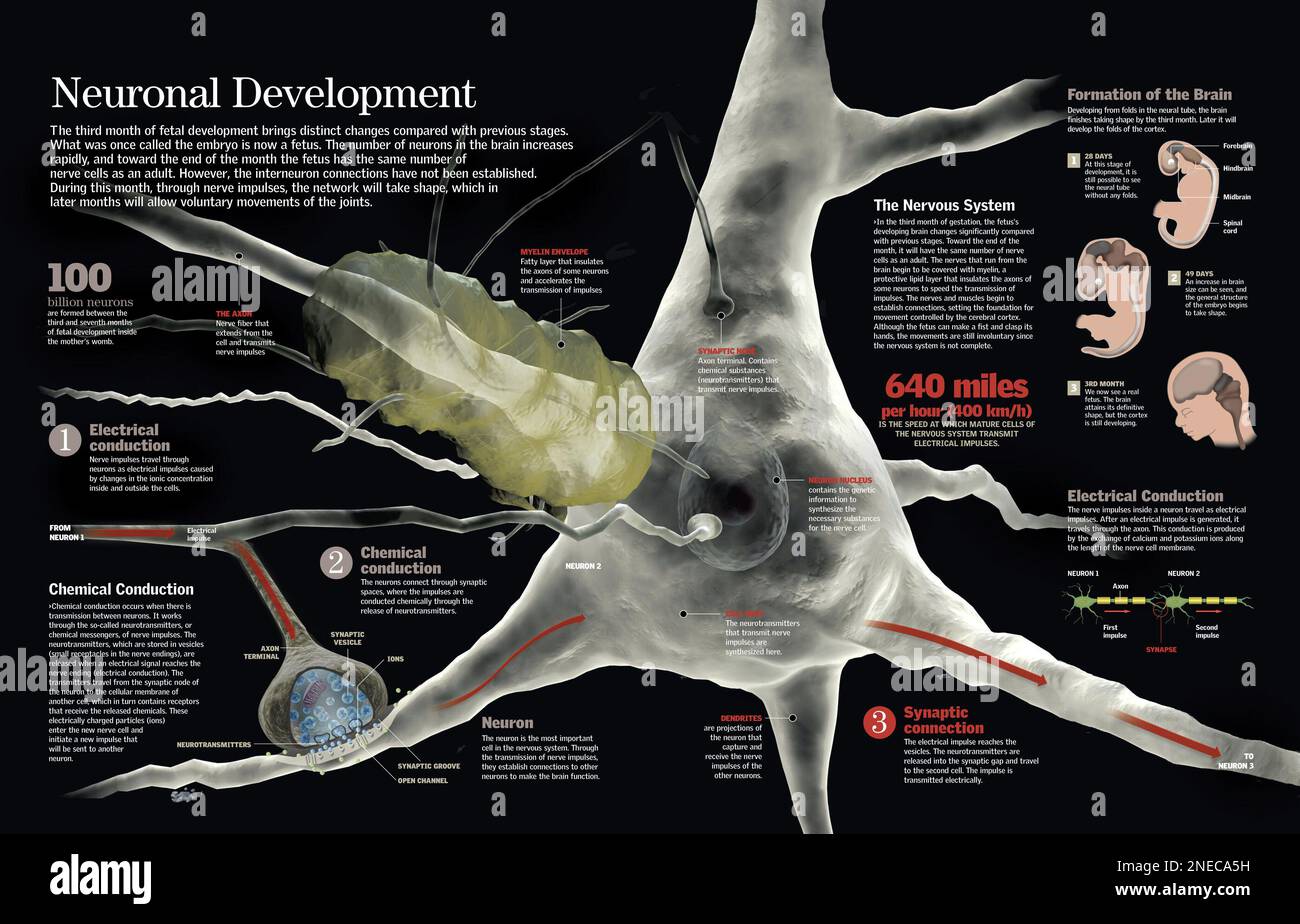 Infographic of the brain development of the fetus starting from the third month and the increasing complexity of its neural system. [QuarkXPress (.qxp); 6259x4015]. Stock Photo