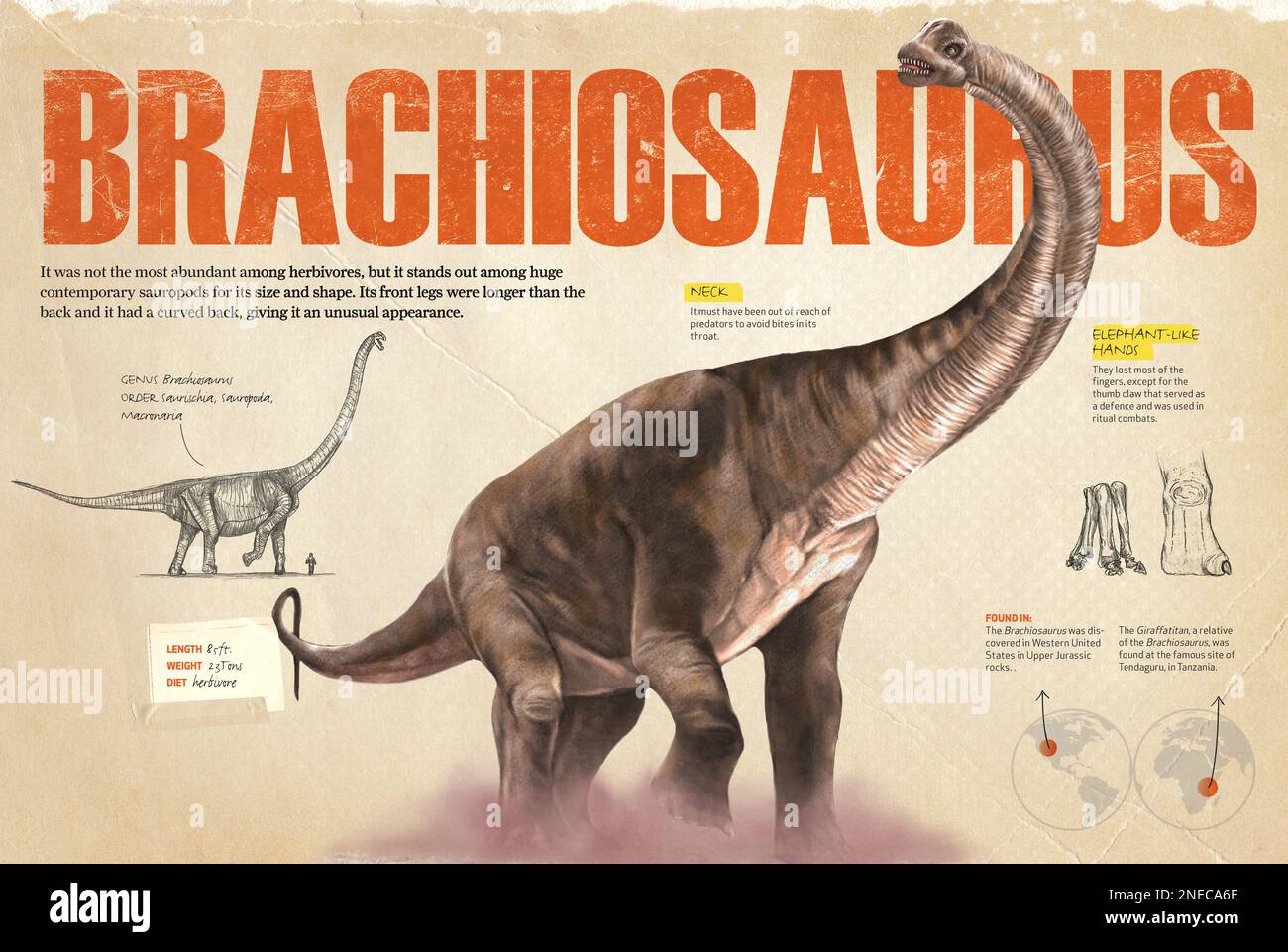 Brachiosauridae fossils hires stock photography and images Alamy