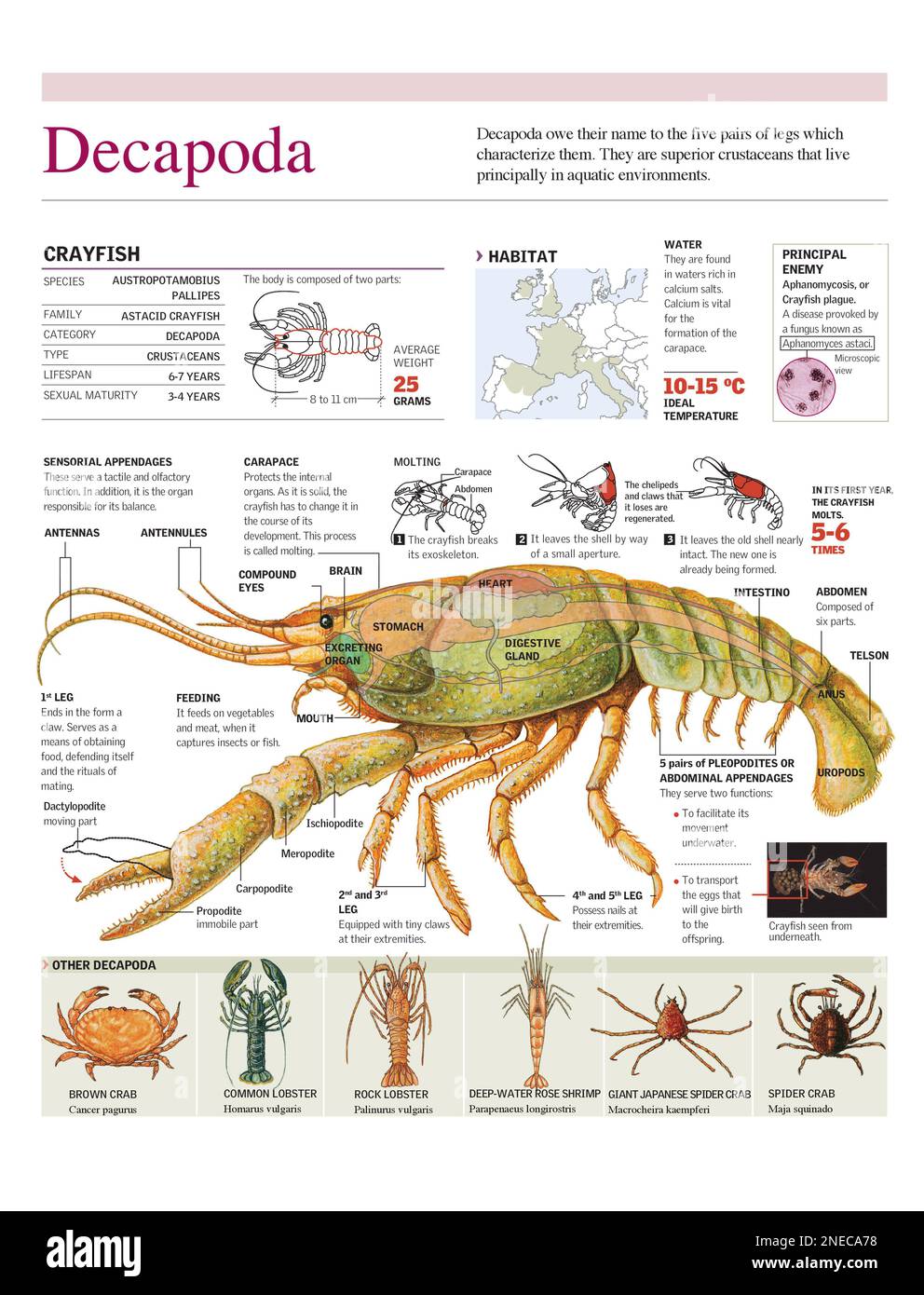 Infographics of the anatomy, geographical distribution and white-clawed crayfish moult and examples of other decapods. [Adobe Illustrator (.ai); 2480x3248]. Stock Photo