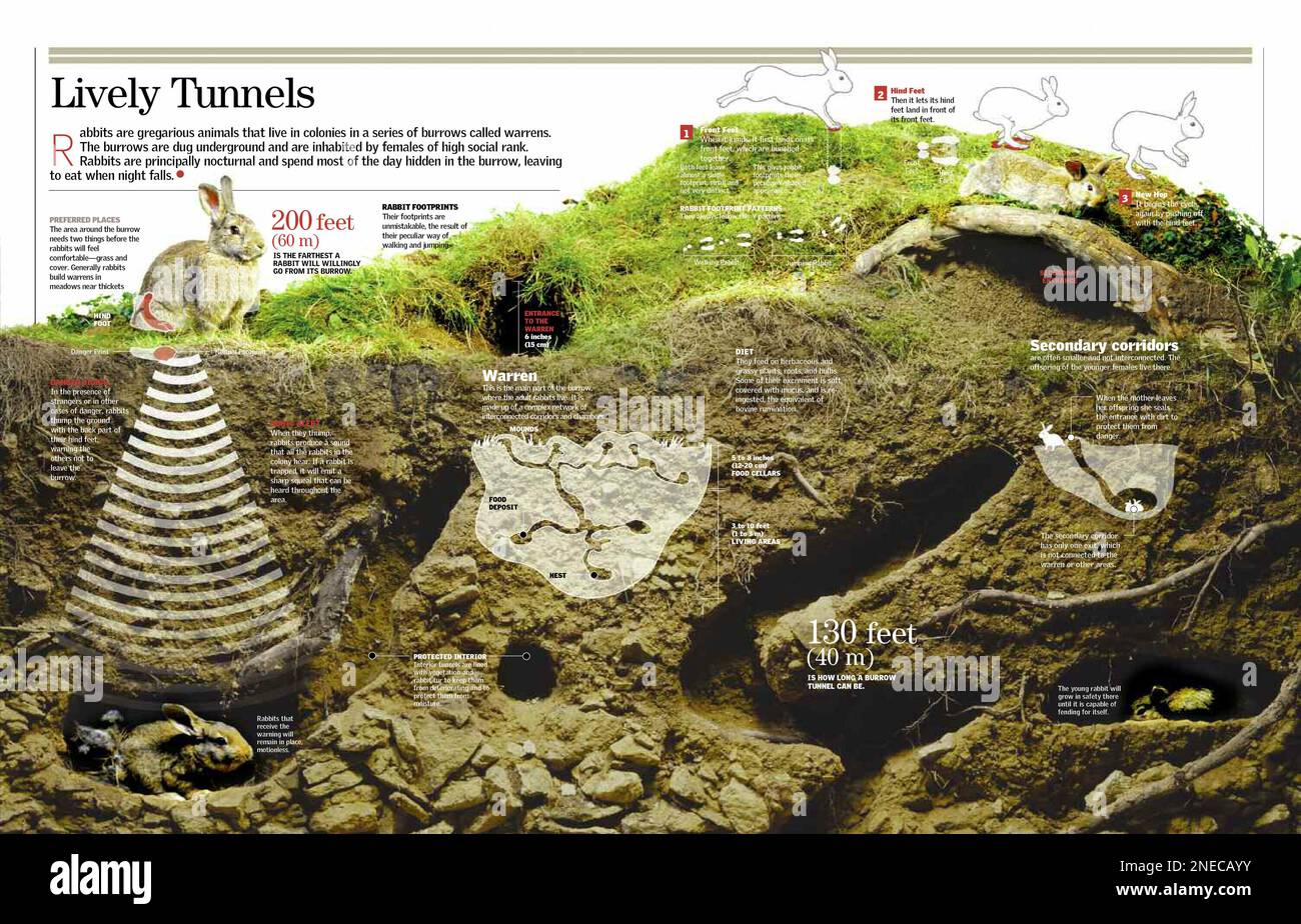 Infographic about the rabbit burrow. [QuarkXPress (.qxp); 6259x4015