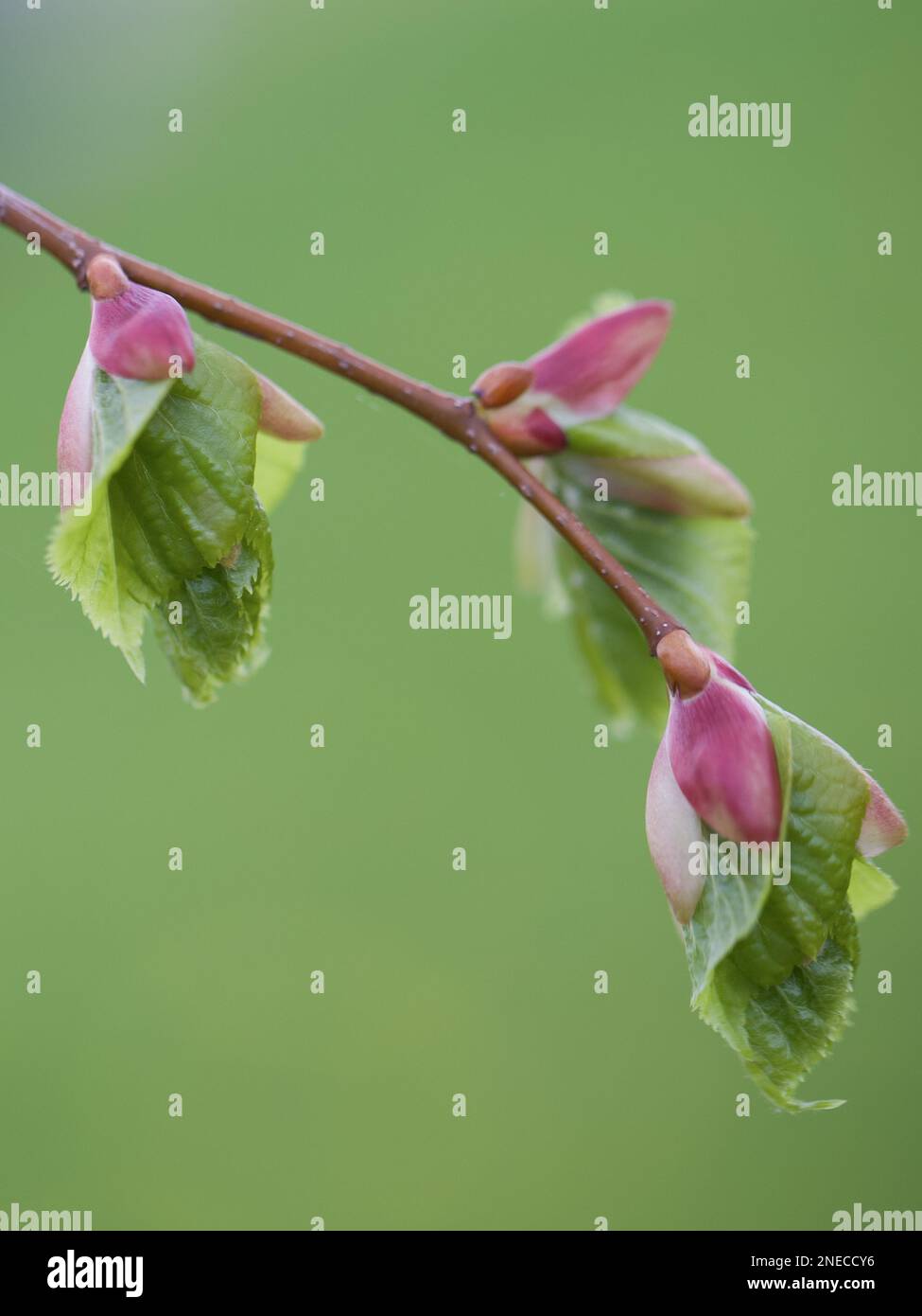 The Young Leaves of the Linden Tree Stock Photo