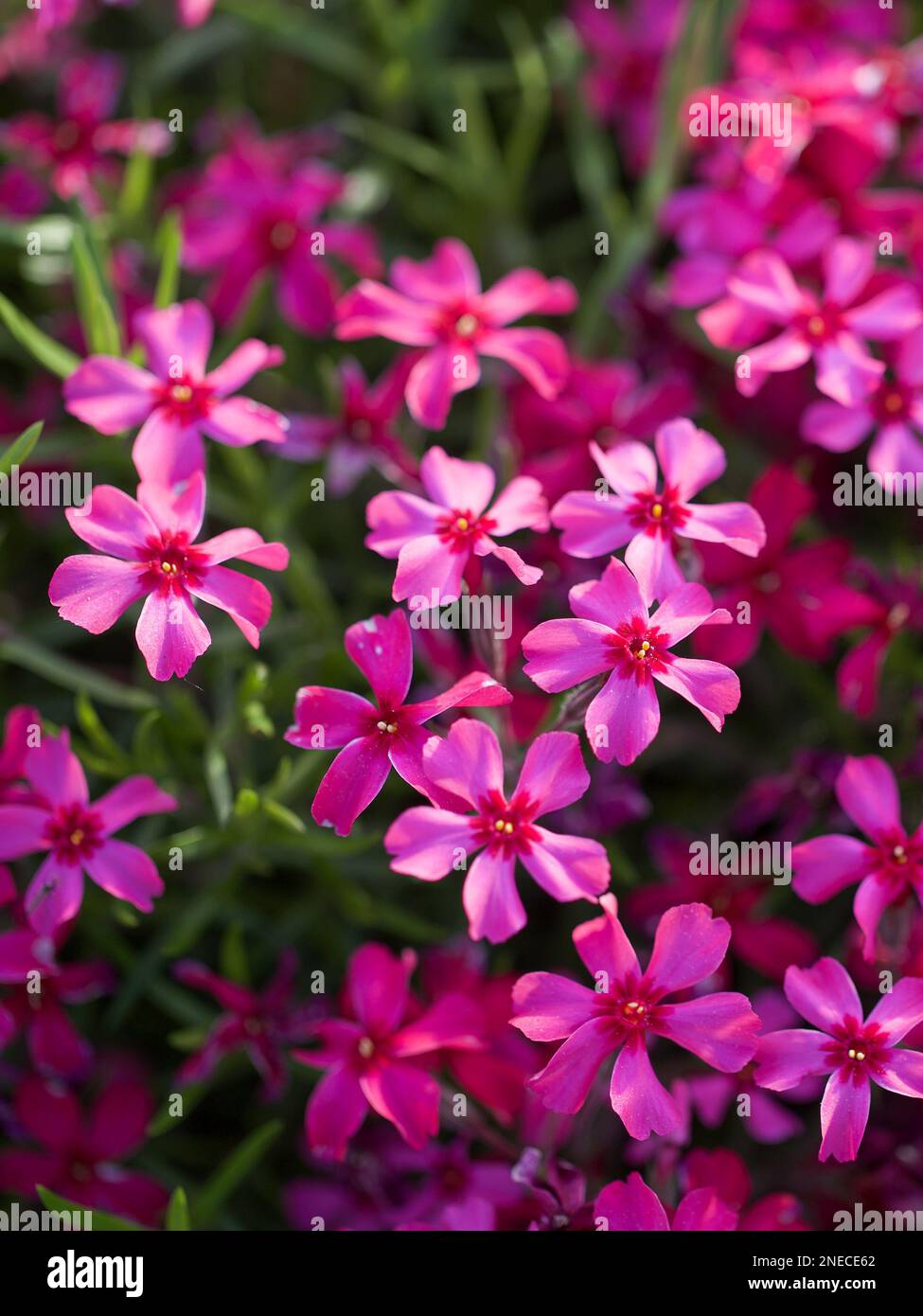 Creeping Phlox Flowers Stock Photo