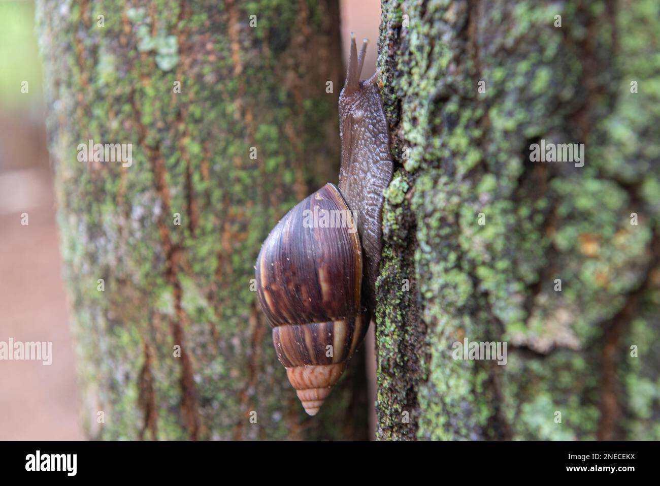 Giant African Snail (Achatina fulica) on tree trunk. The snails should not be handled without proper protection and sanitation Stock Photo