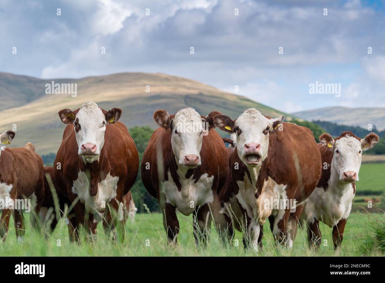 Herd of Hereford cows and calves in upland pasture on a grass fed beef system. Cumbria, UK Stock Photo