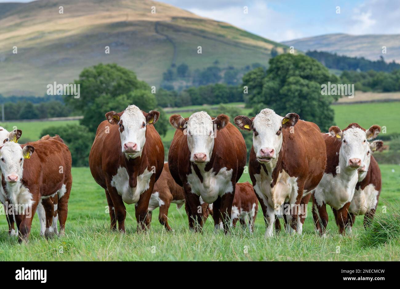 Herd of Hereford cows and calves in upland pasture on a grass fed beef ...