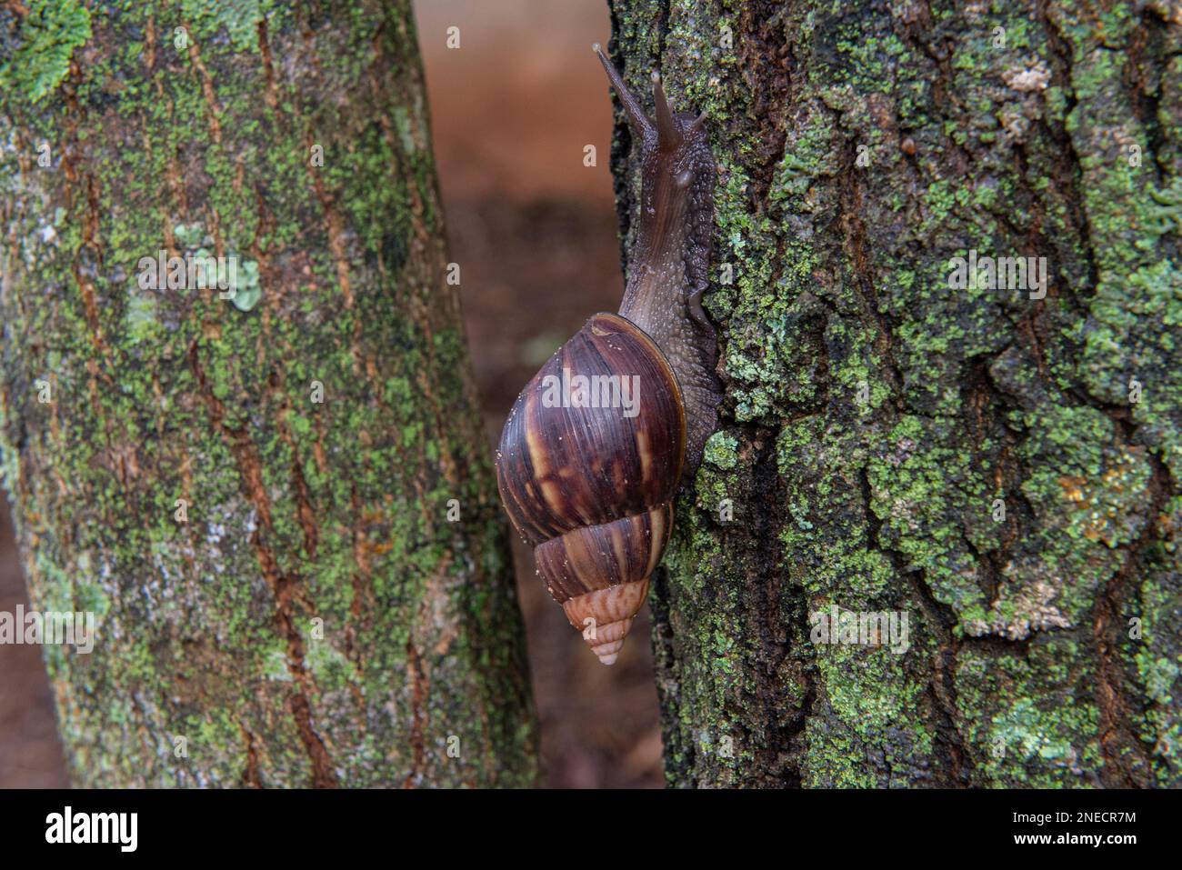 Giant African Snail (Achatina fulica) on tree trunk. The snails should not be handled without