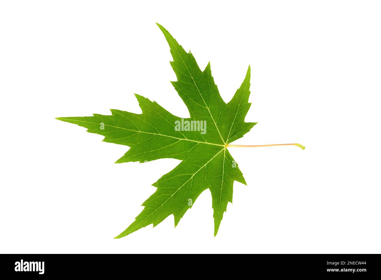 Green maple leaf isolated on white background Stock Photo - Alamy