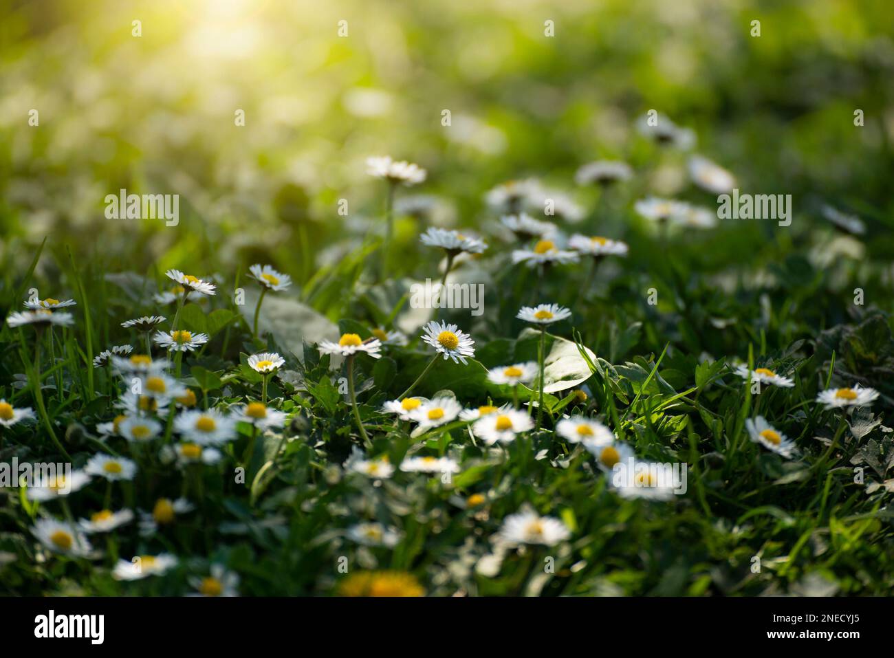 Backlit by sunlight daisy stalks closeup Stock Photo