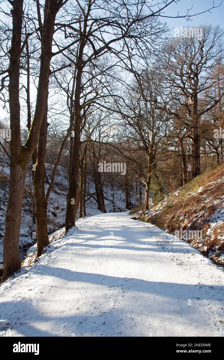 Hase Bank Wood Lyme Park on a snowy bright winter day Cheshire England Stock Photo