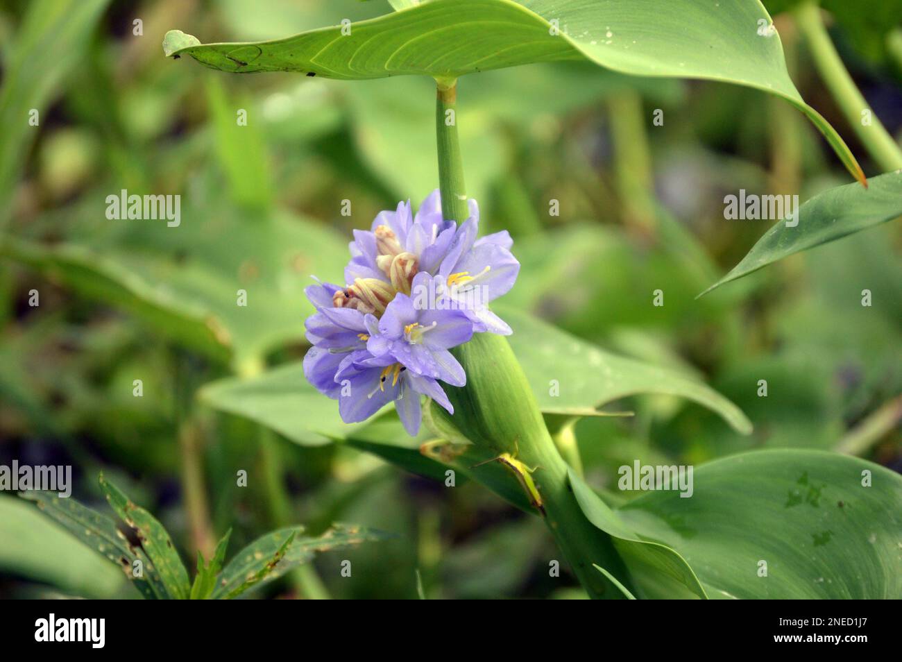 Lotus Flower Bomb Cover