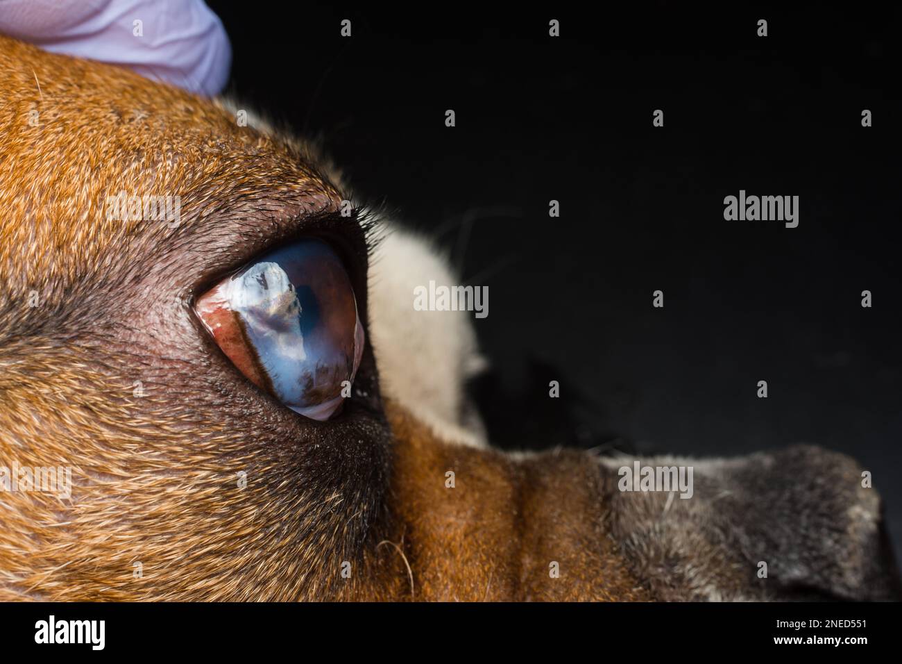 Dog with corneal ulcer. English Bulldog breed Stock Photo Alamy