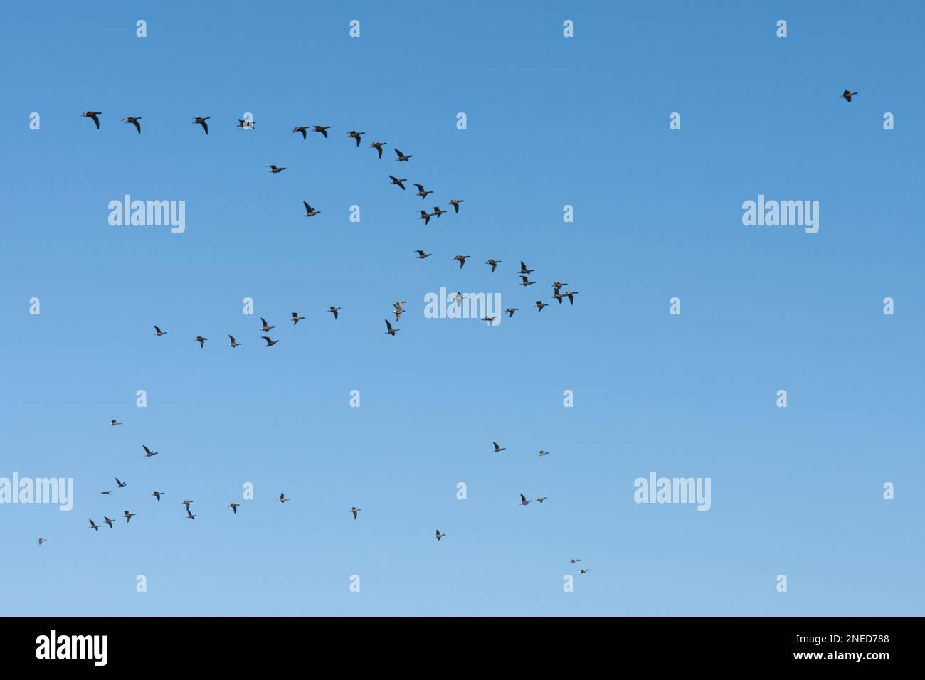 Brent geese, Branta bernicla, flock flying in rough, imperfect V formation, with others, Sussex, UK, February Stock Photo