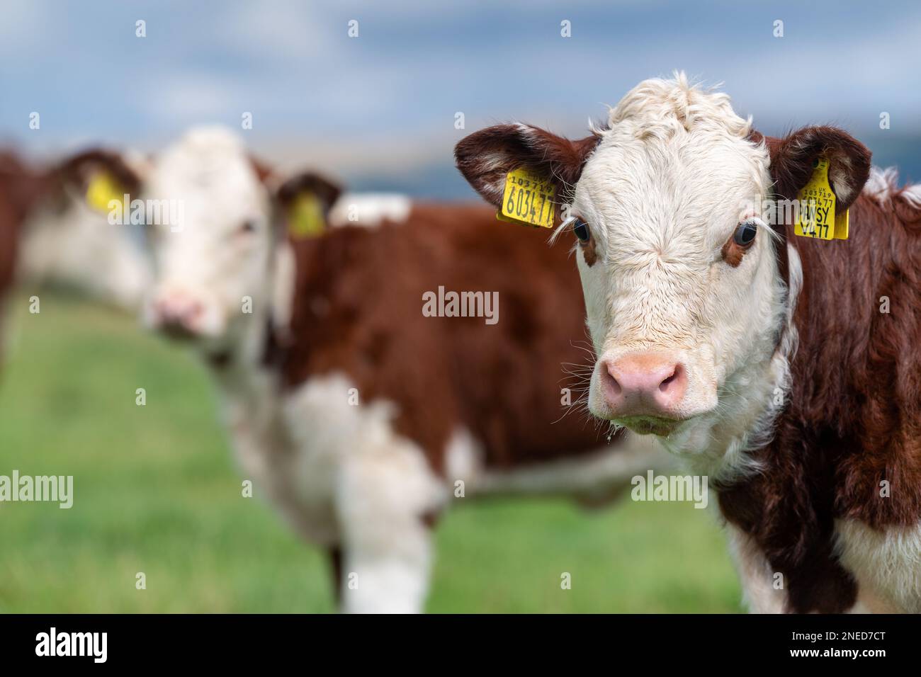 Grounp of young Hereford calves, a native English breed of beef cattle