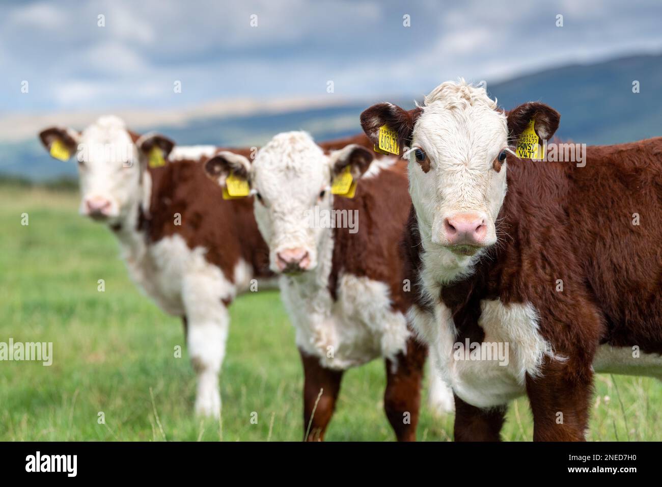 Grounp of young Hereford calves, a native English breed of beef cattle