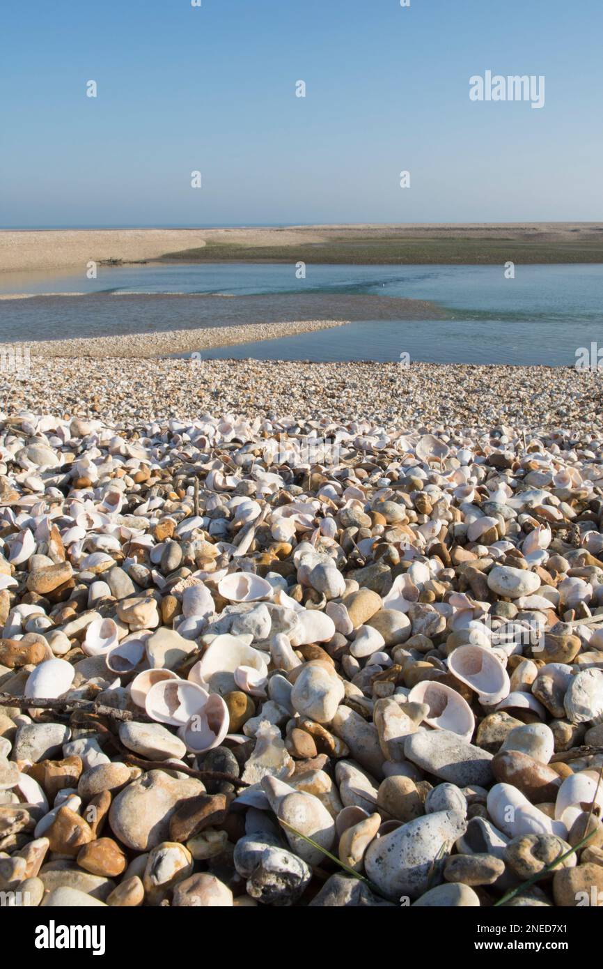 pebble and shell beach on inlet near the mouth of Pagham Harbour ...