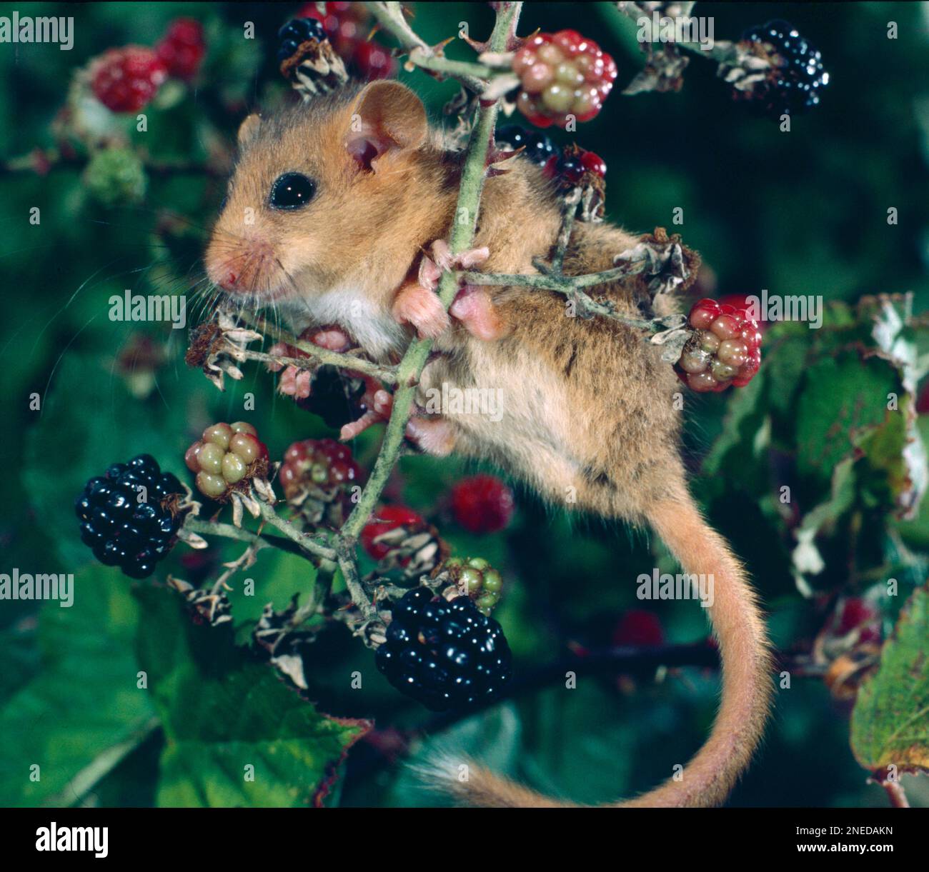 Dormouse, Muscardinus avellanarius, climbing in blackberries in blackberry bush Stock Photo