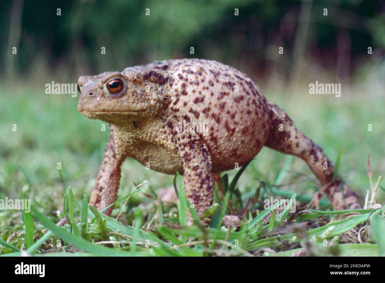 Common toad, Bufo bufo, in inflated erect defence stance. puffed up