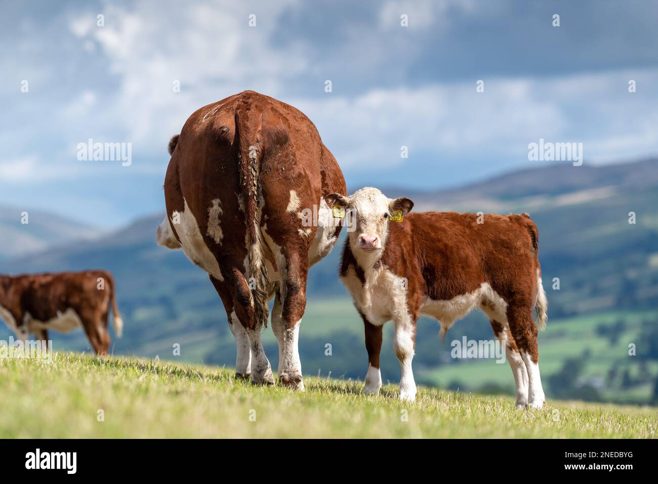 Pedigree Hereford cows and calves grazing in upland pasture near Kirkby Lonsdale, Cumbria, UK. Stock Photo