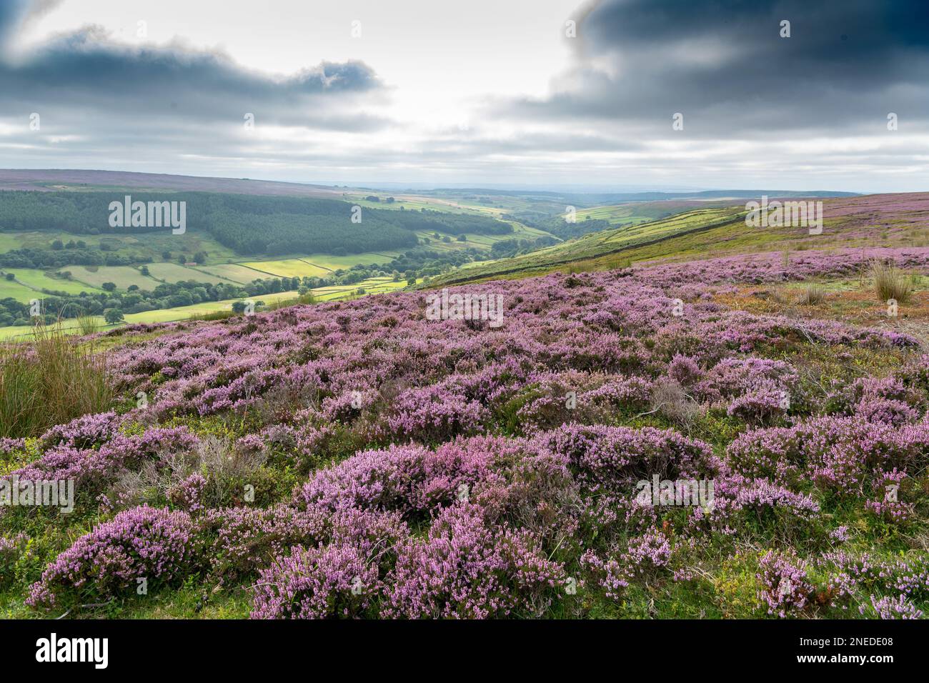 Heather moorland in full bloom on Pockley Moor in the North York Moors ...