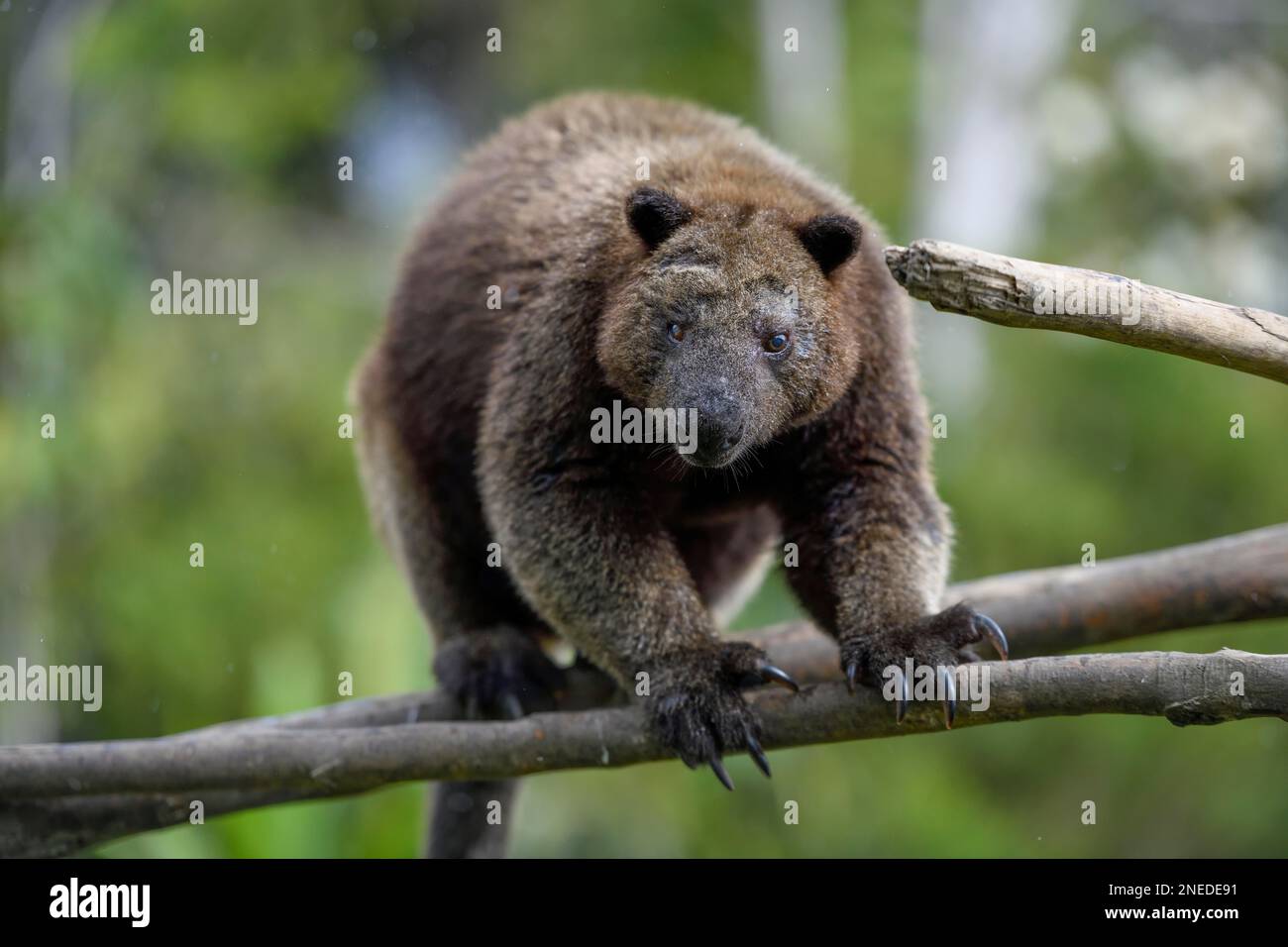 Doria tree kangaroo (Dendrolagus dorianus) in a nature park, Mount