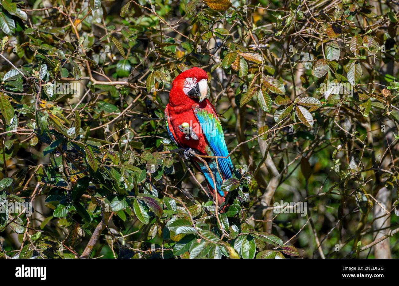 Red-and-green macaw (Ara chloroptera) eats, Cambyreta, Esteros del Ibera, Corrientes Province, Argentina Stock Photo