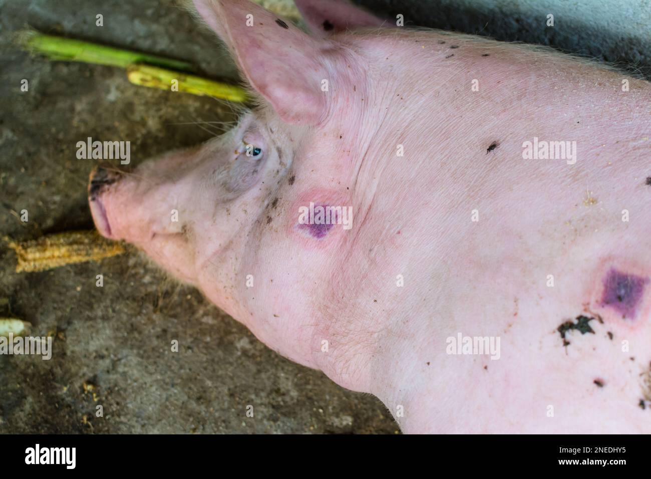Close-up photo of a pig with Swine erysipelas Stock Photo