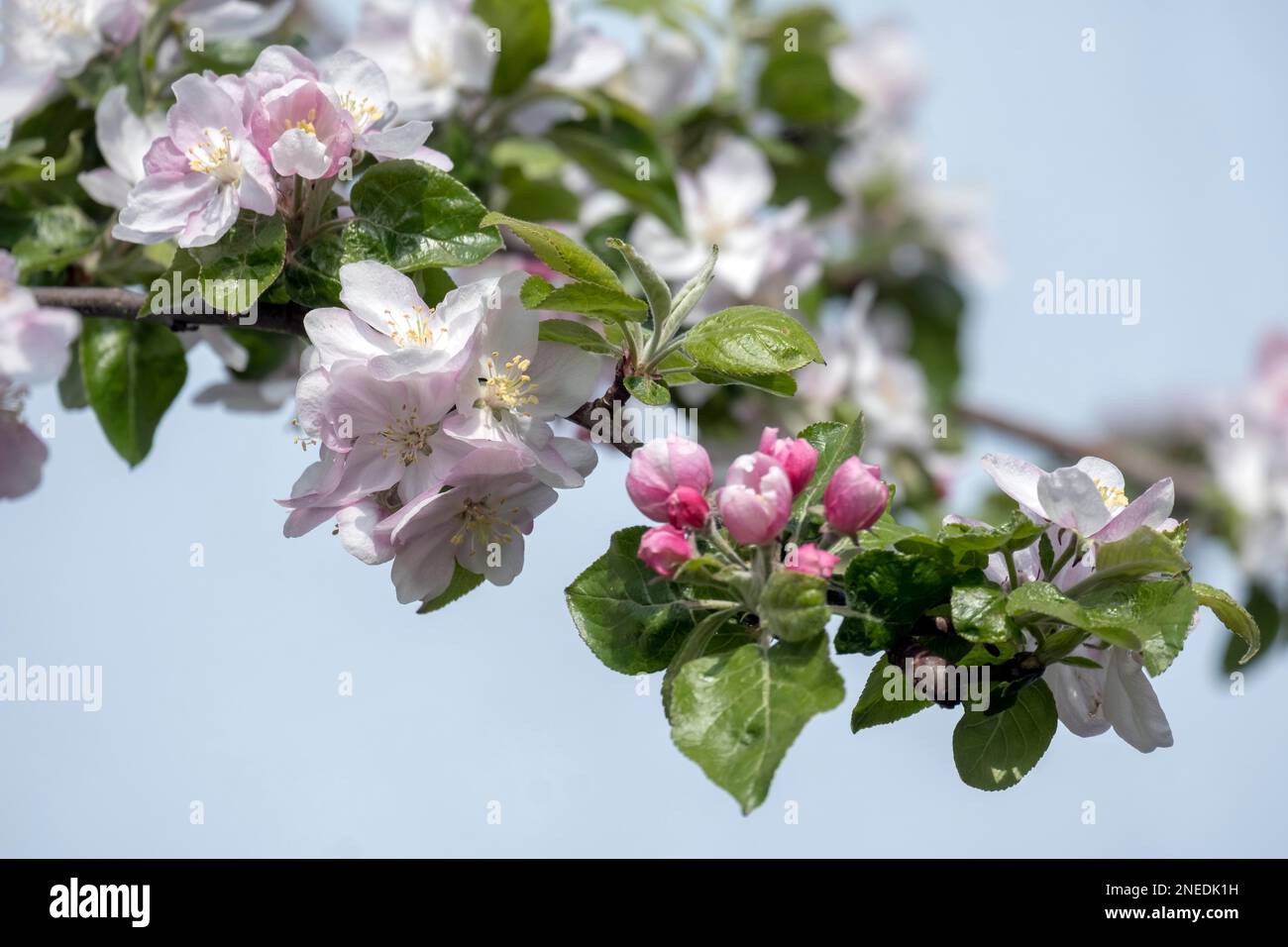 Apple tree blossom Stock Photo