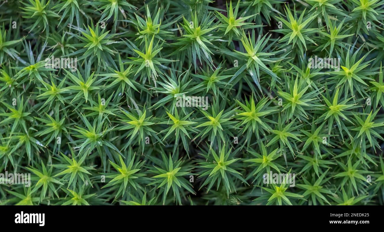 Moss (Mniaceae) cushion with star moss (Mnium) Stock Photo