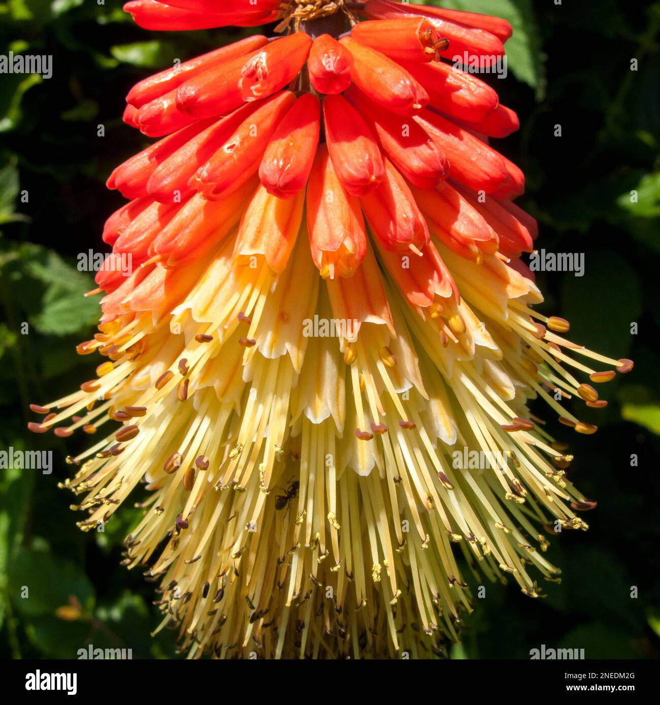 UK, England, Devon. A cottage garden. 27th May. Red Hot Poker (Kniphofia Flamenco). Stock Photo