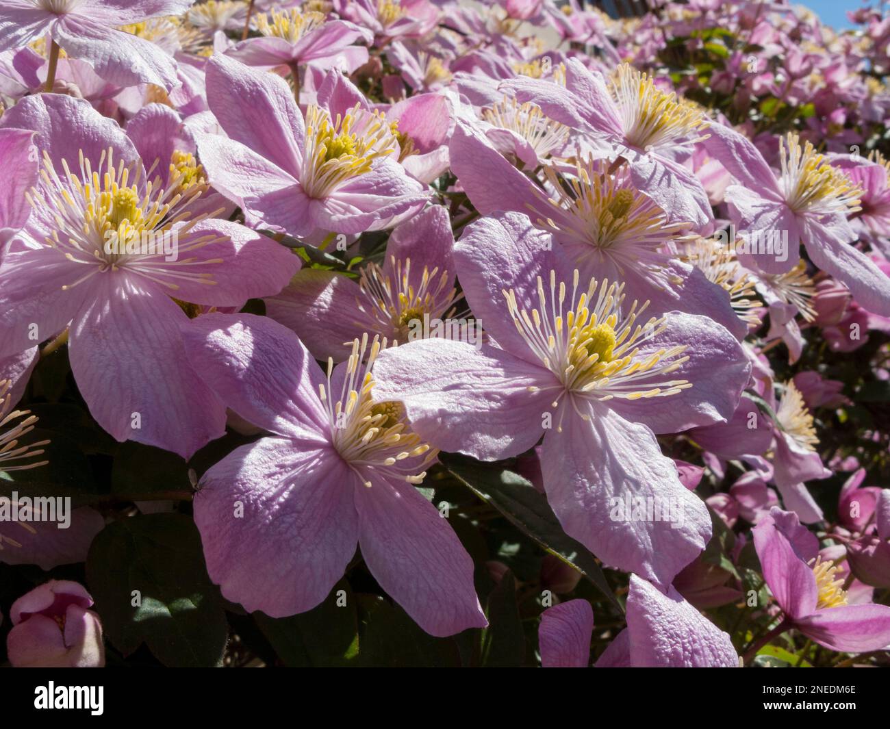 UK, England, Devon. A cottage garden. 13th May. Clematis Montana, Stock Photo