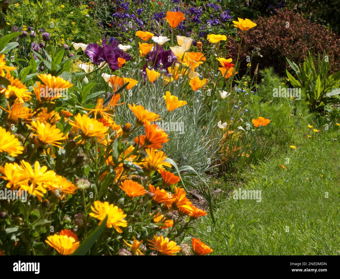 UK, England, Devon. A cottage garden. 12th May. Marigold, California Poppy (Eschscholzia californica). Stock Photo