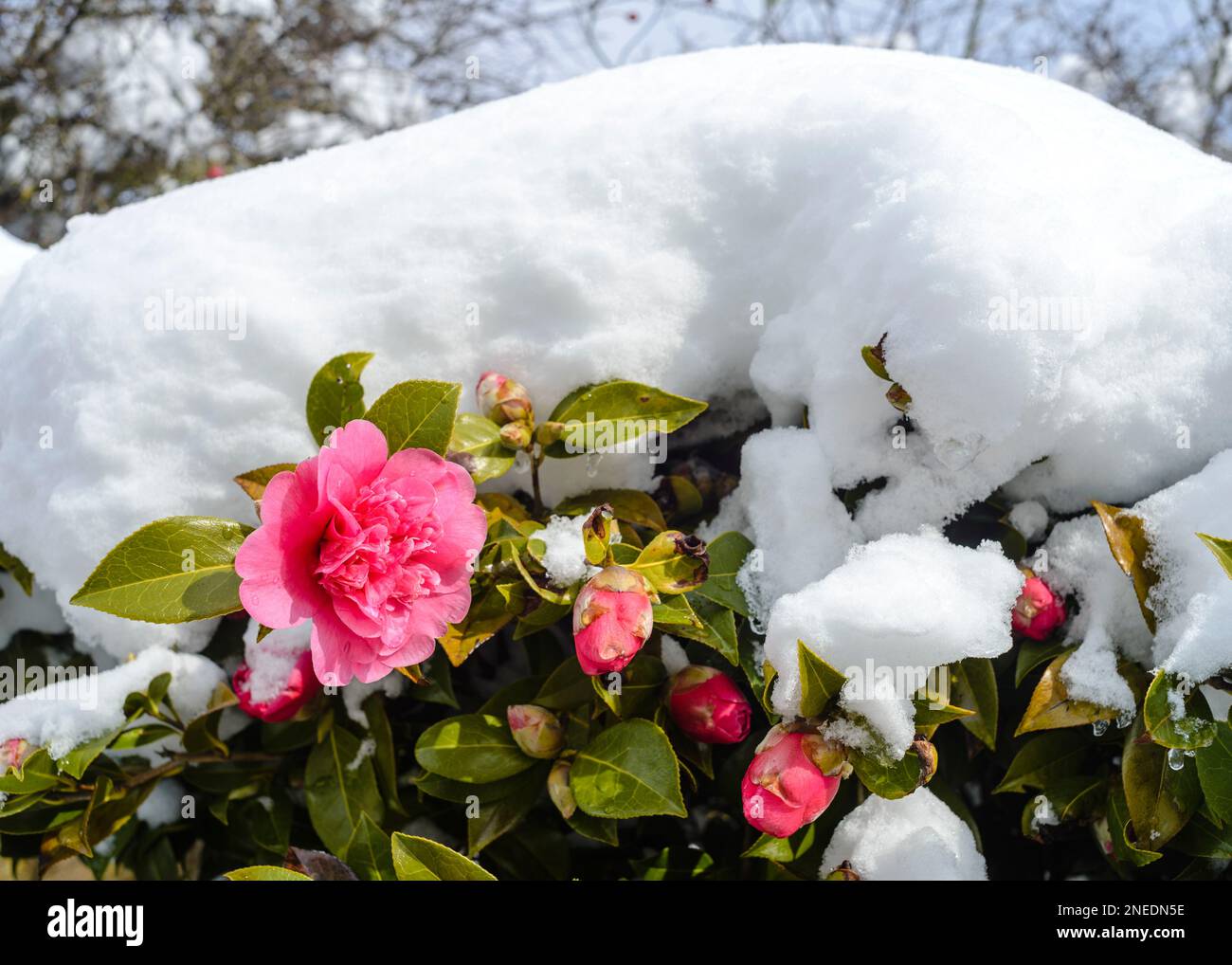 UK, England, Devon. A cottage garden. 19th March. Camellia japonica under a fall of snow. Stock Photo