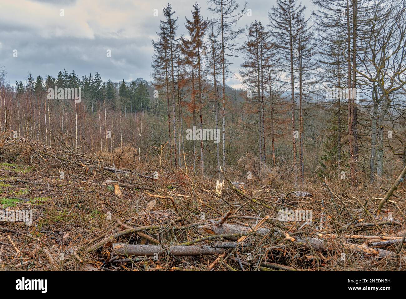 Spruce tree damaged bark hi-res stock photography and images - Alamy