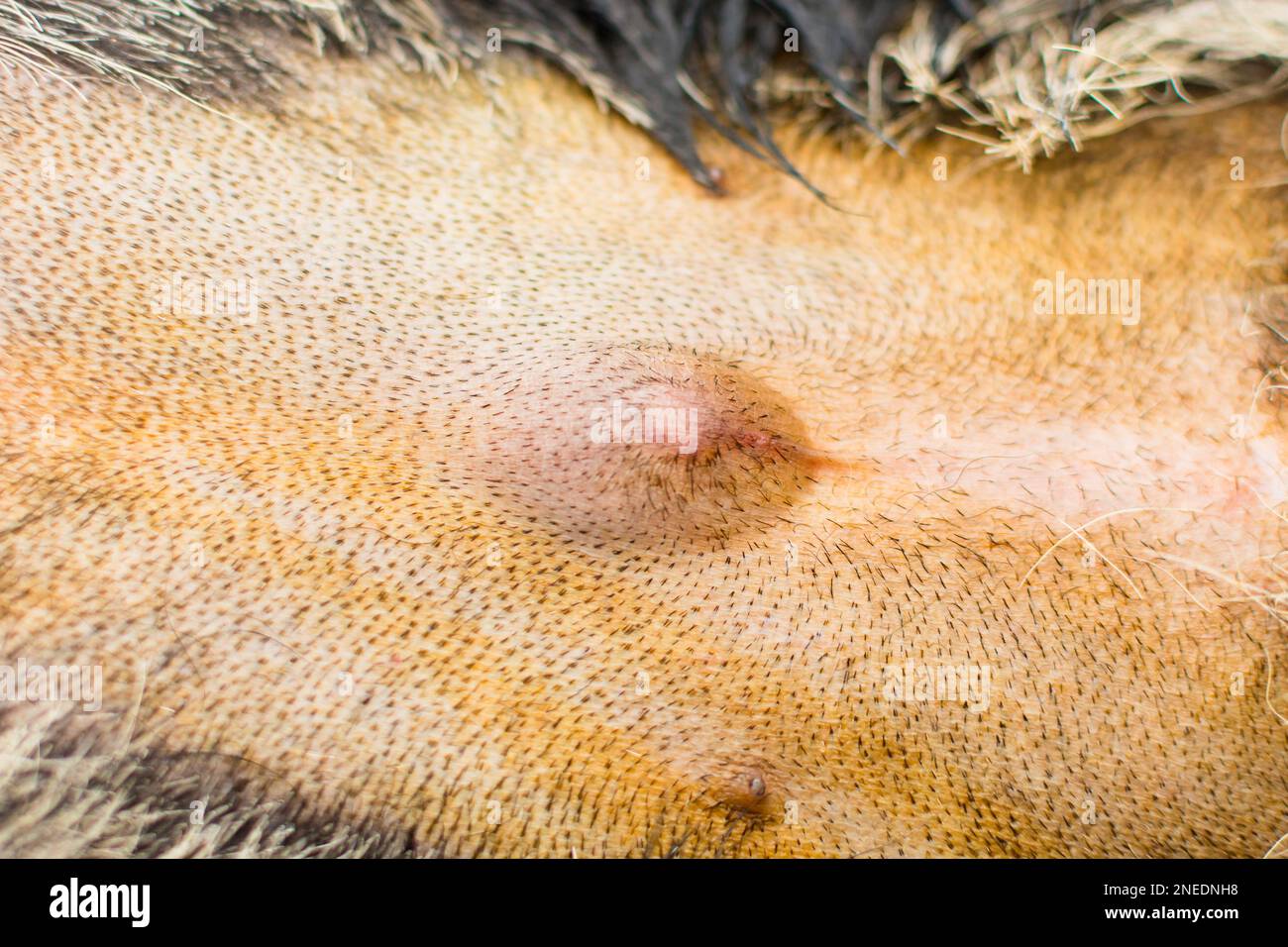 close-up photo of a dog with umbilical hernia Stock Photo