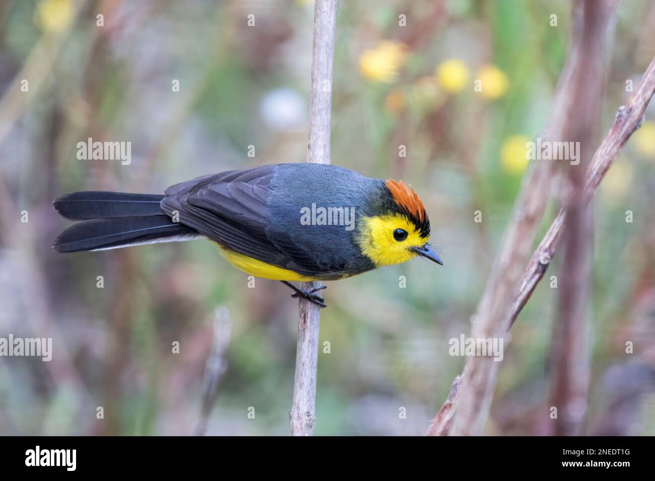 collared whitestart or collared redstart, Myioborus torquatus, singe ...