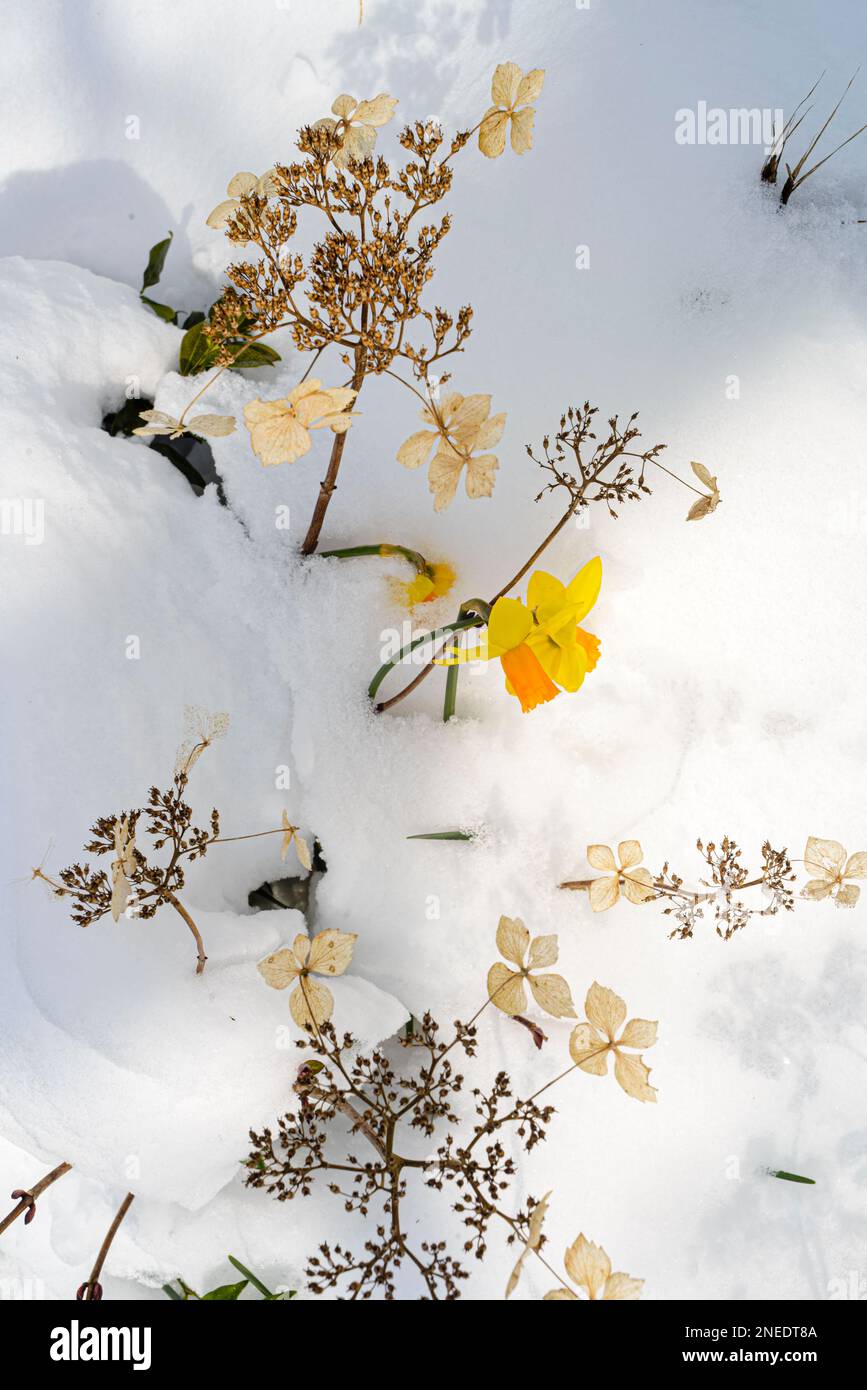 UK, England, Devon. A cottage garden. 19th March. Daffodils growing through the snow with last year's dead hydrangea. Stock Photo