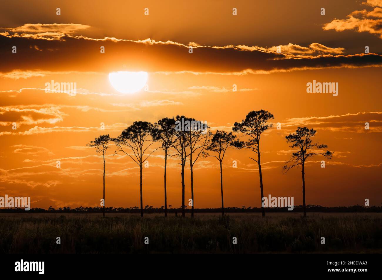Pine trees silhouetted aganist an ornage  sunset sky in Southwestern Florida USA Stock Photo