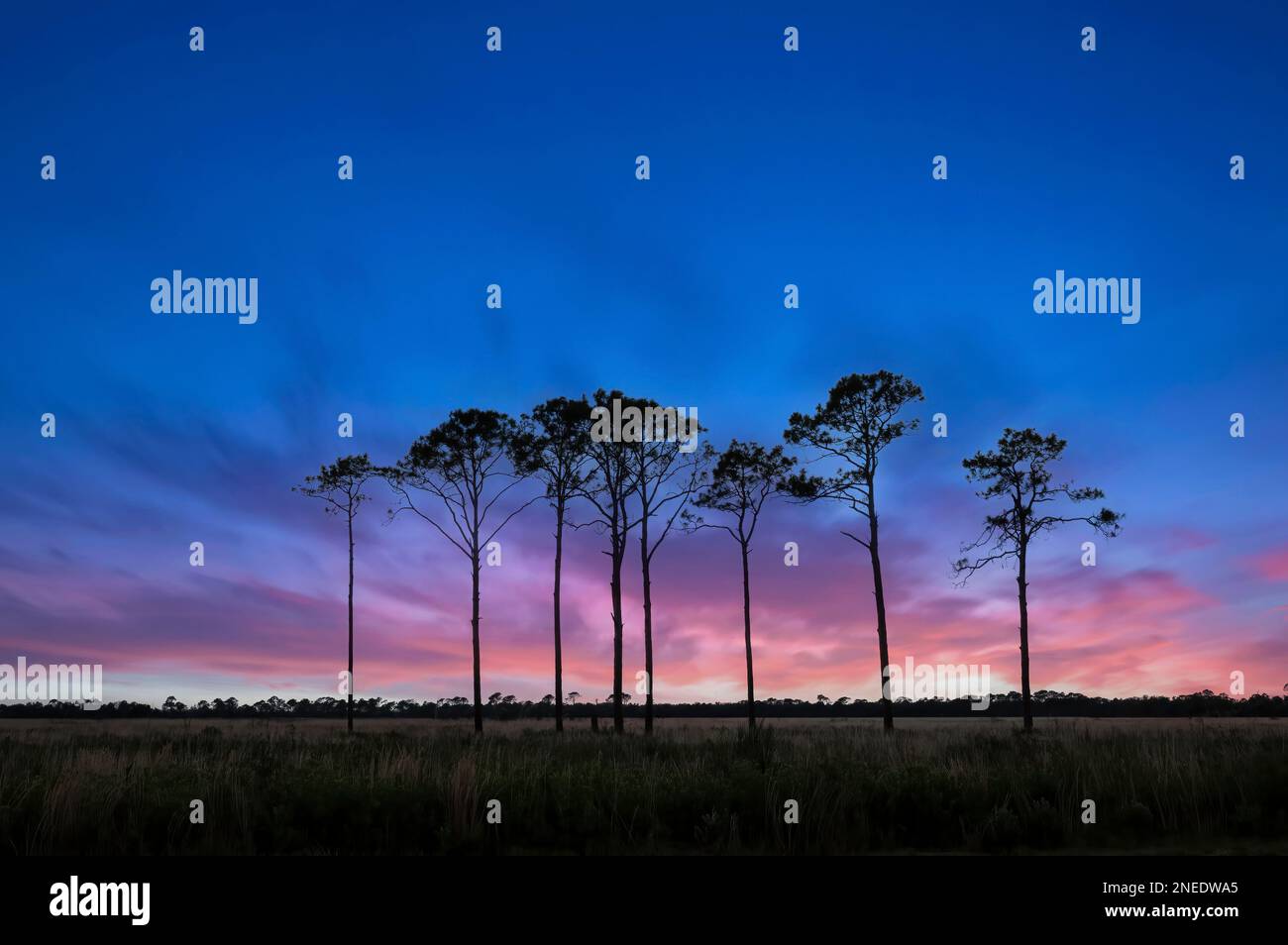 Pine trees silhouetted aganist a sun set sky in Southwestern Florida USA Stock Photo