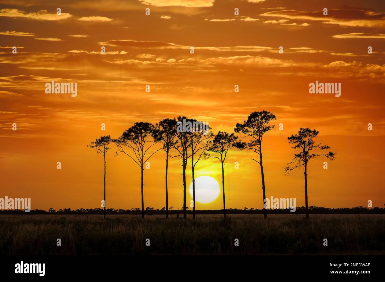 Pine trees silhouetted aganist an ornage  sunset sky in Southwestern Florida USA Stock Photo