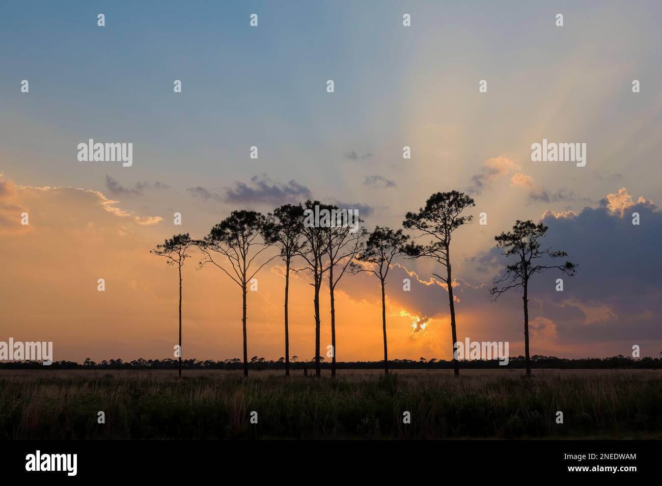 Pine trees silhouetted aganist a sun set sky in Southwestern Florida USA Stock Photo