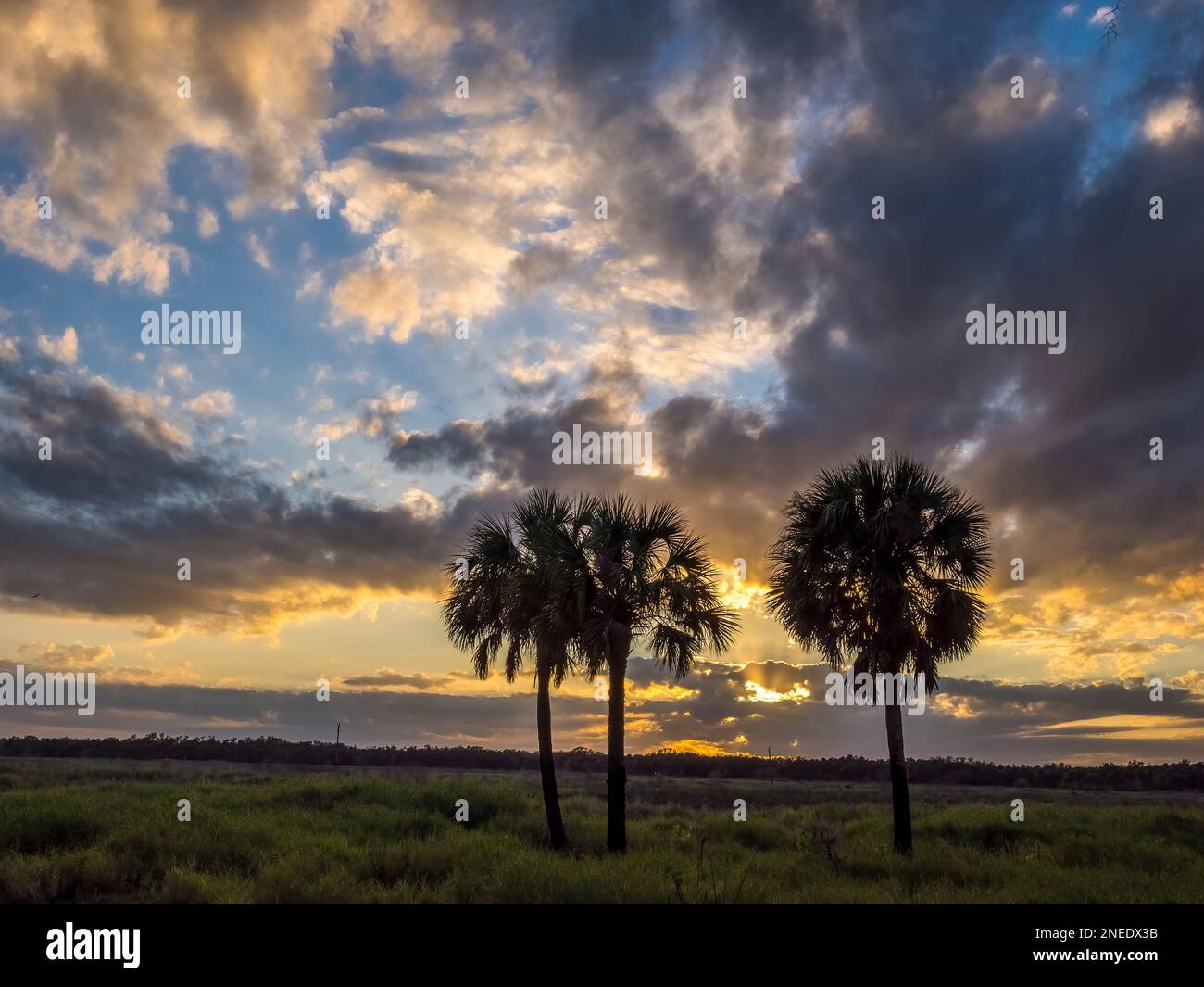Palm trees silhouetted aganist a sunset sky in Myakka River State Park in Sarasota Florida USA Stock Photo