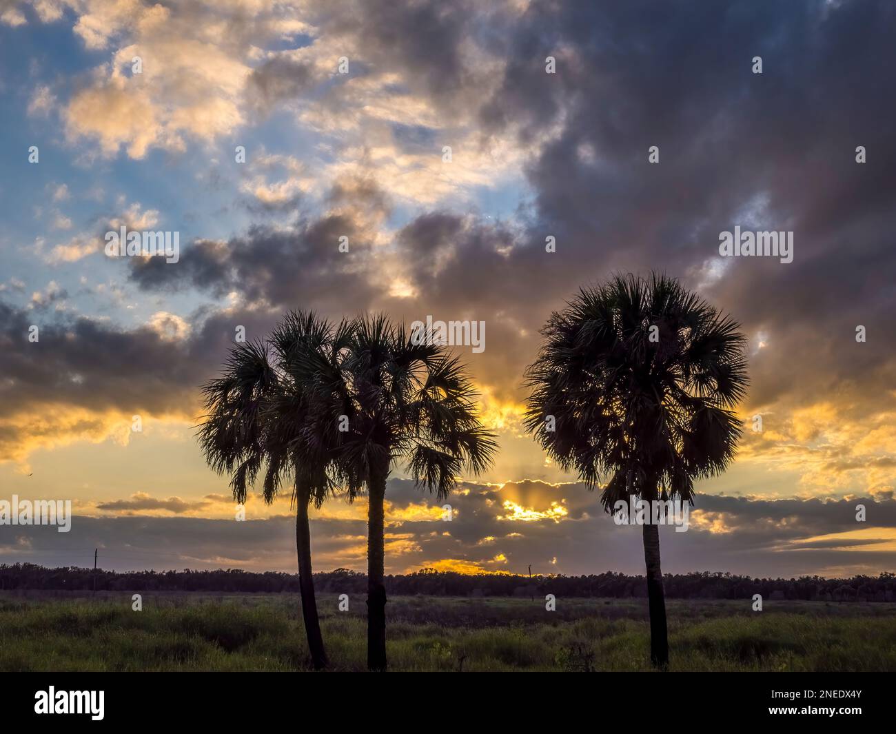 Palm trees silhouetted aganist a sunset sky in Myakka River State Park in Sarasota Florida USA Stock Photo