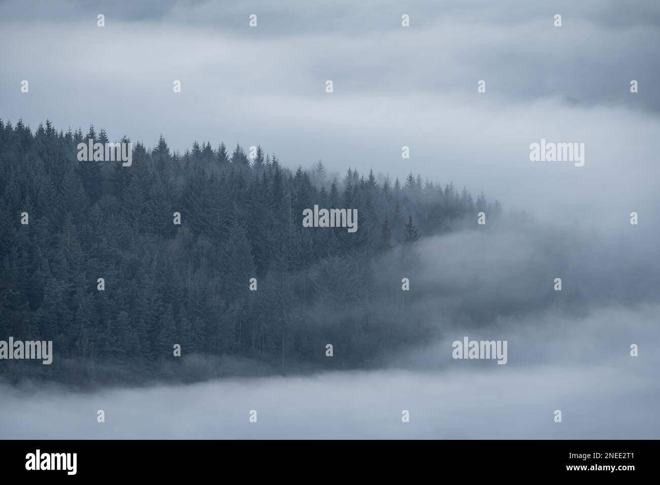 Trees, and mist. Bamford Edge landscape vignette during a winter sunrise temperature inversion in the Peak District National Park, England, UK. Stock Photo