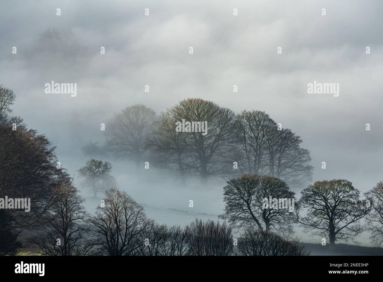 Trees, and mist. Bamford Edge landscape vignette during a winter sunrise temperature inversion in the Peak District National Park, England, UK. Stock Photo