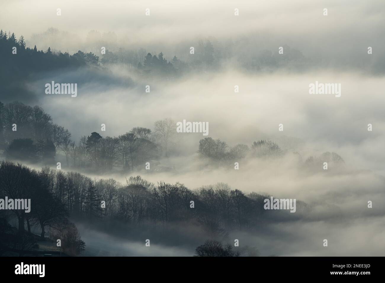 Trees, and mist. Bamford Edge landscape vignette during a winter sunrise temperature inversion in the Peak District National Park, England, UK. Stock Photo