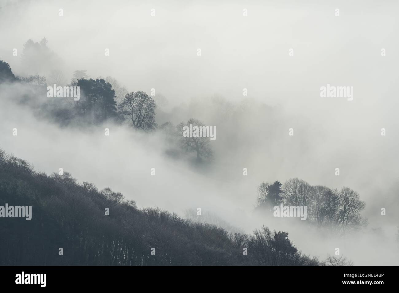 Trees, and mist. Bamford Edge landscape vignette during a winter sunrise temperature inversion in the Peak District National Park, England, UK. Stock Photo