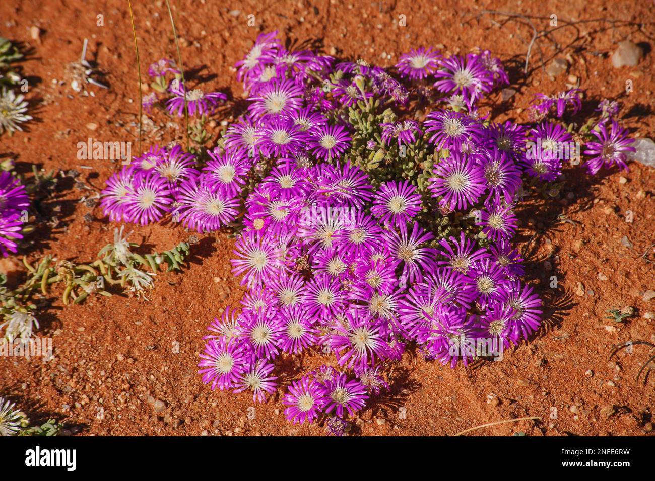 Namaqualand Spring Flowers 11607 Stock Photo