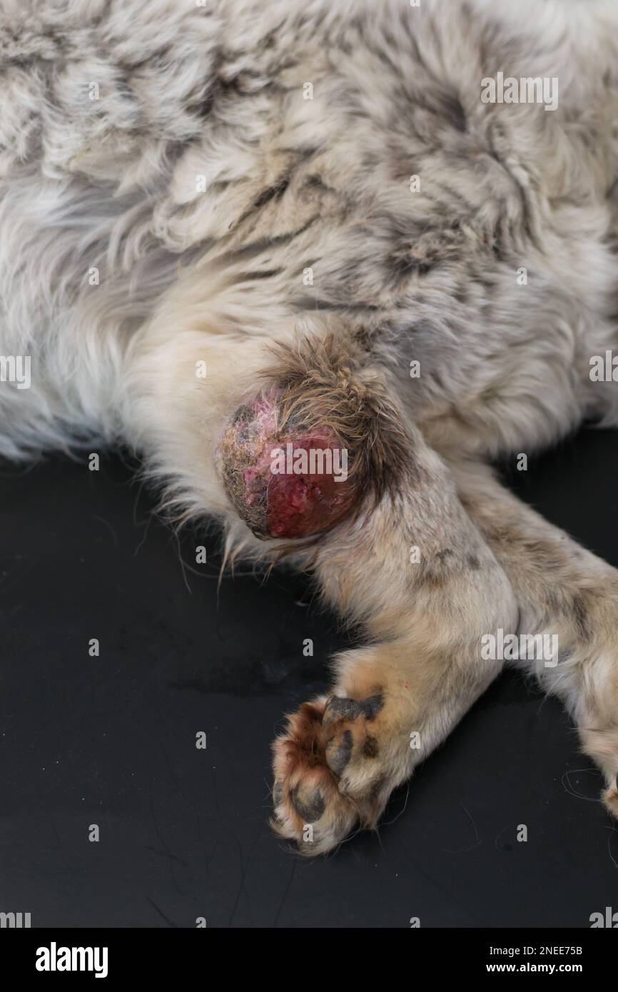 close-up photo of a dog with a big tumor on his leg Stock Photo