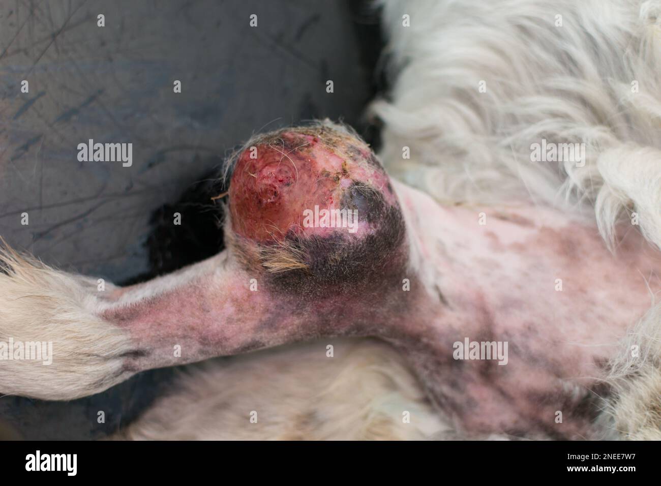 close-up photo of a dog with a big tumor on his leg Stock Photo