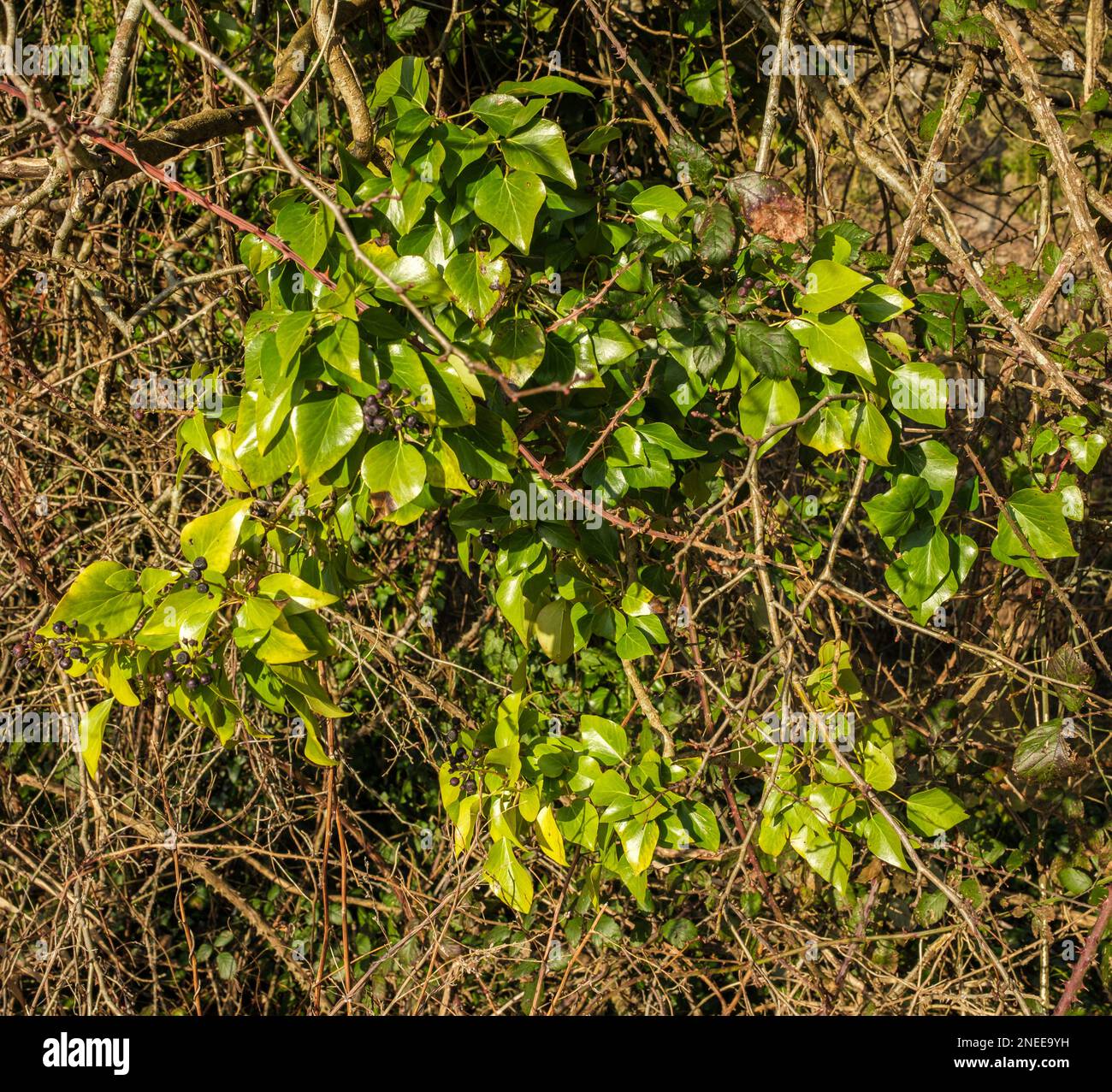 Tangled leaves hi-res stock photography and images - Alamy